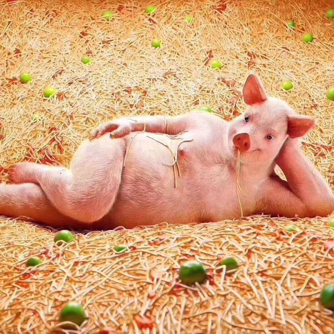 Прикольные свиньи
