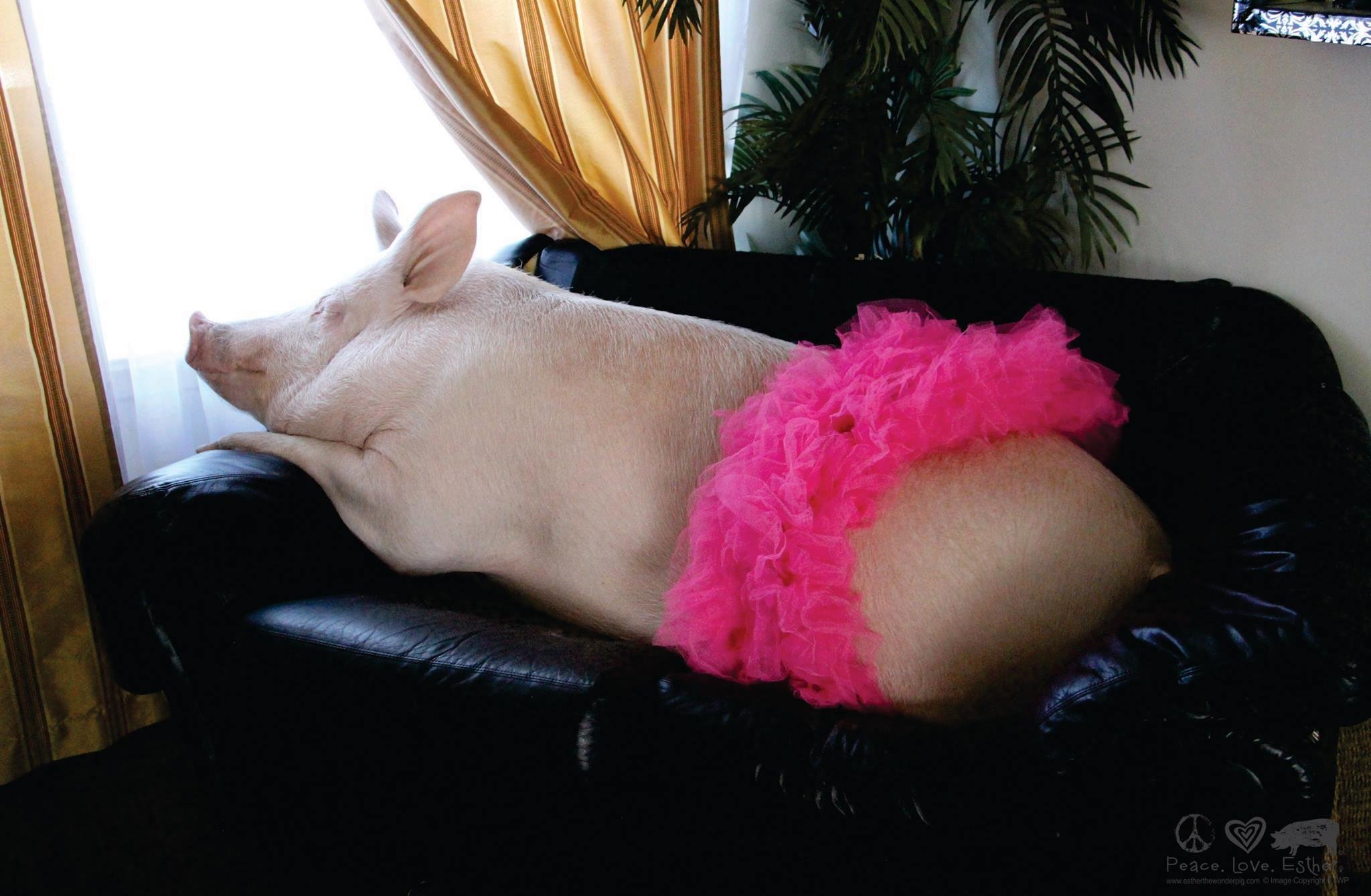 Свинья валяется. Минипиг Эстер. Минипиг хряк. Свинья на диване. Поросенок на диване.