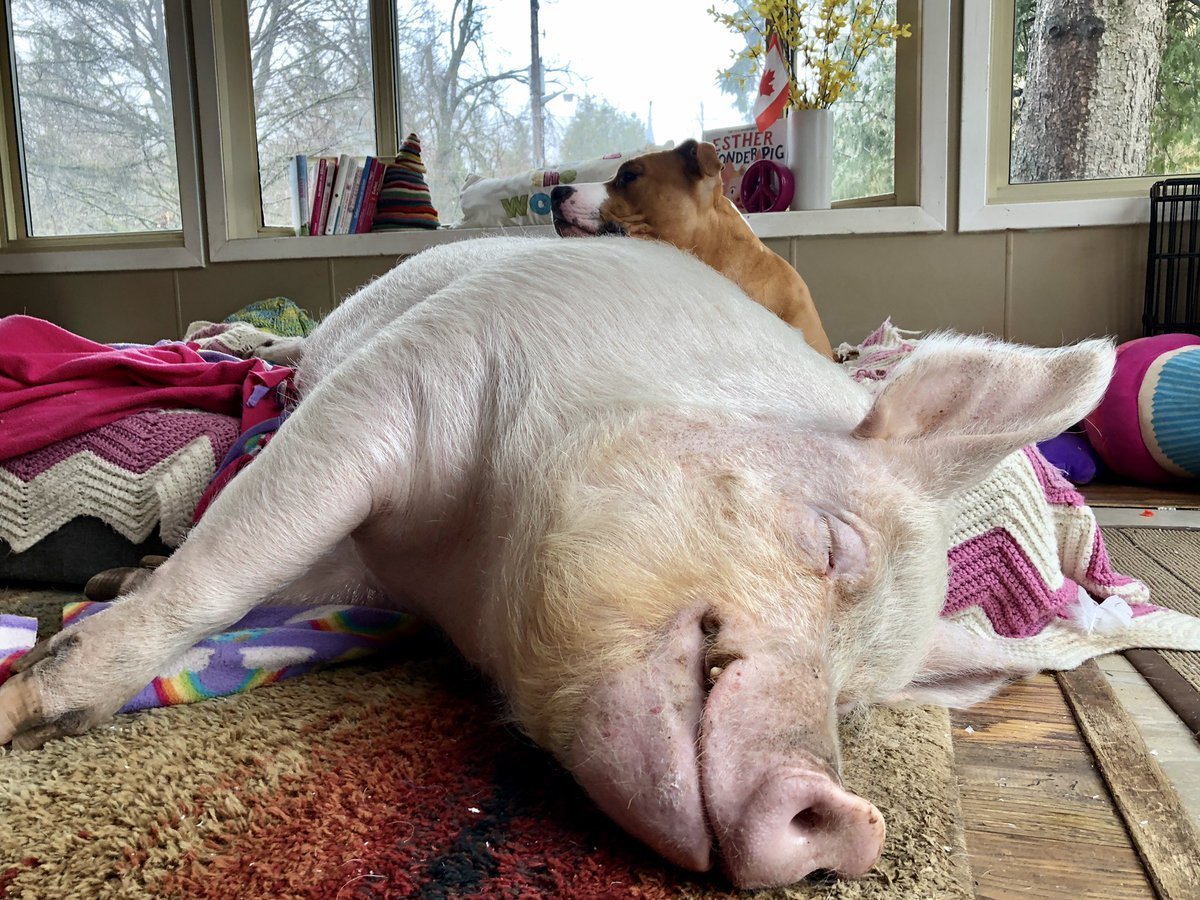 Смешные свиньи