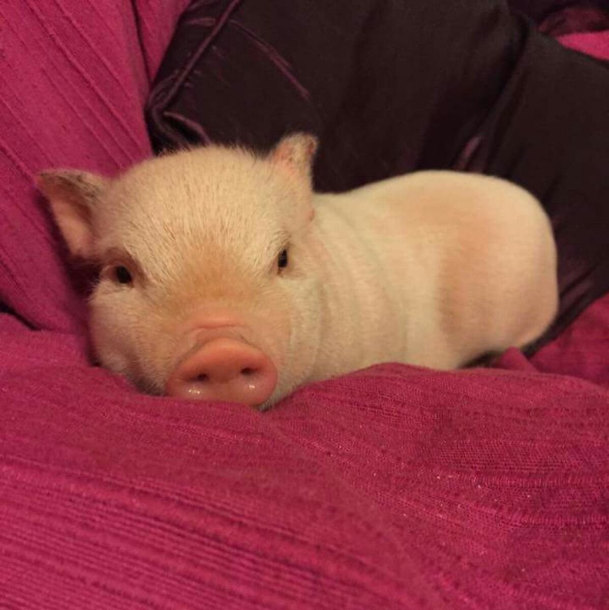Поросенок в кровати