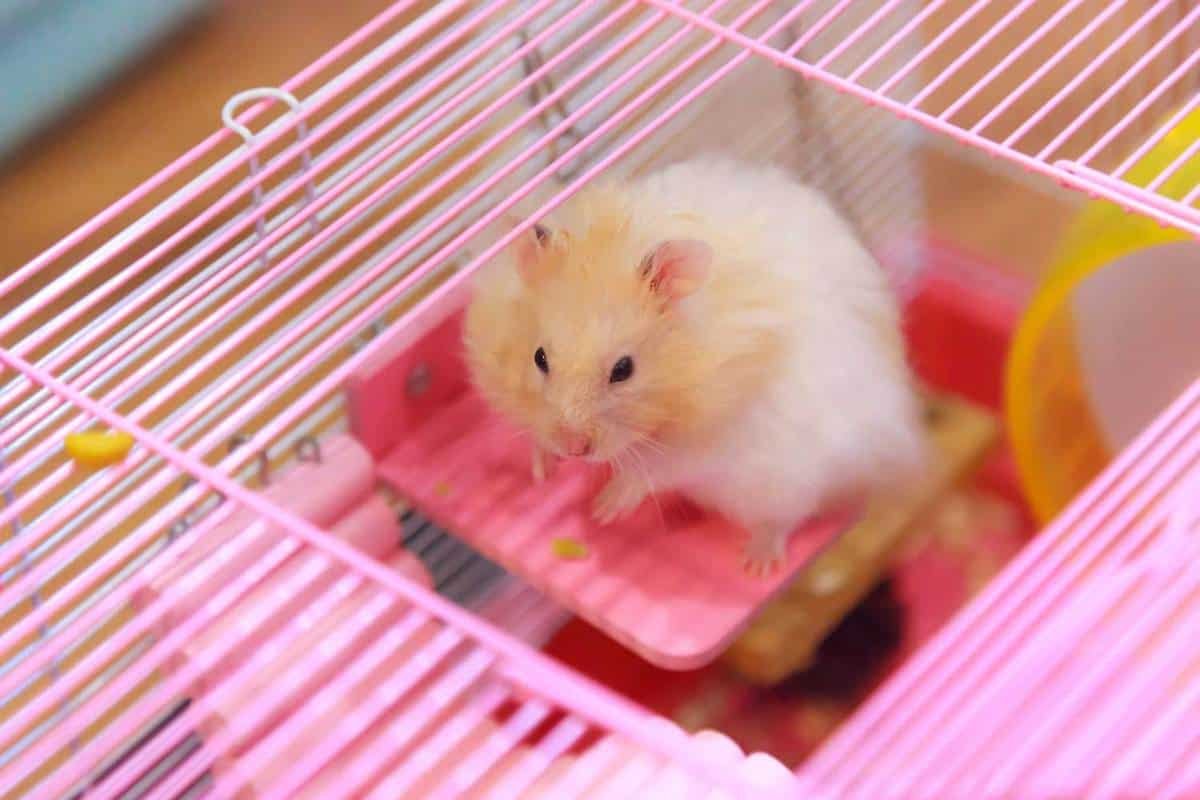 Best Dwarf Hamster Cages