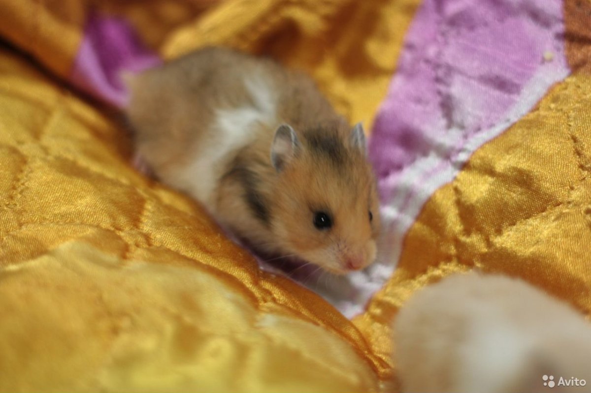 Новорожденные хомячки