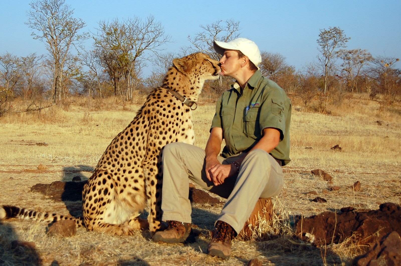 People and wildlife. Прирученный гепард. Гепард и человек. Леопард рядом с человеком.