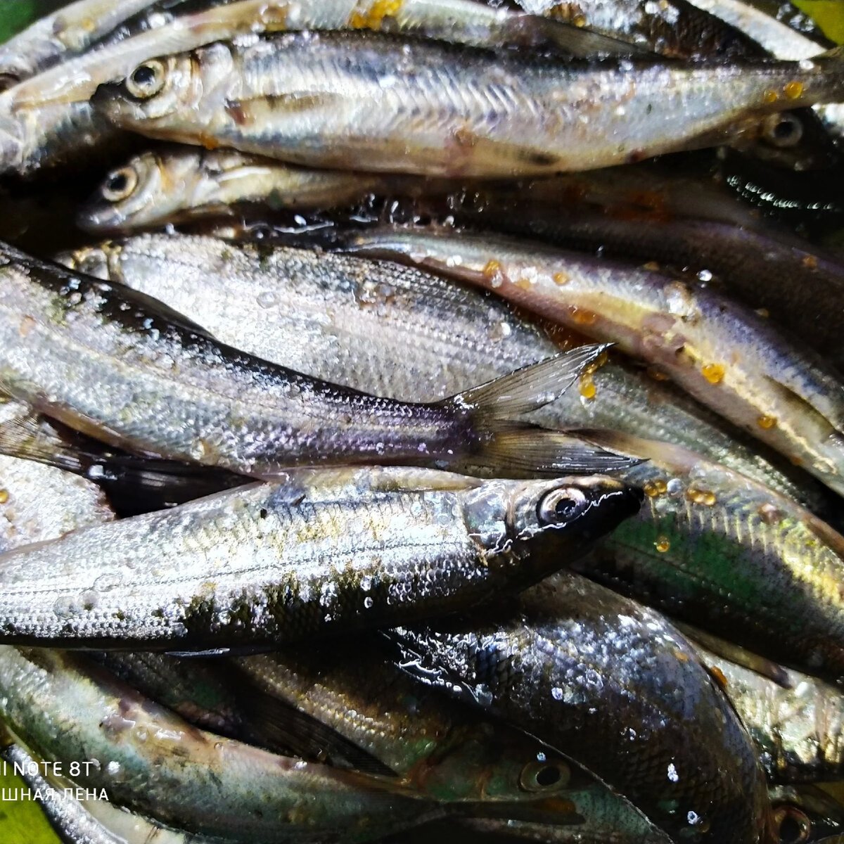 Европейская ряпушка, сиг.