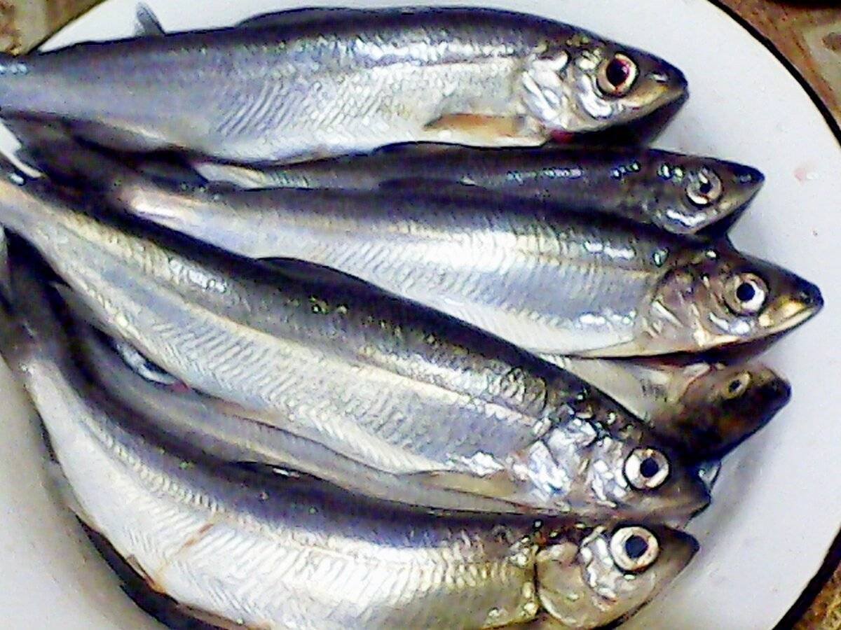 Рыба зельдь Печорская
