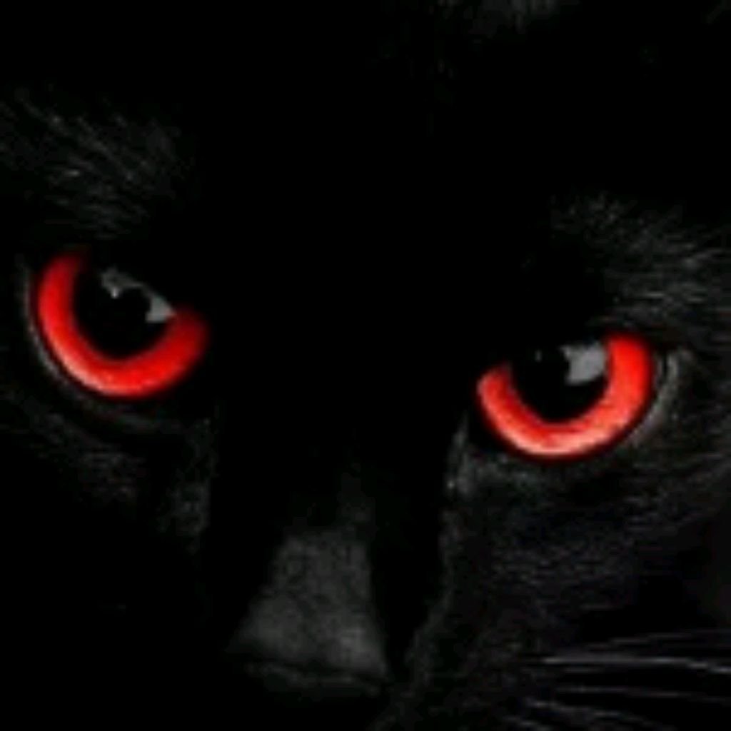 Чёрная кошка с красными глазами