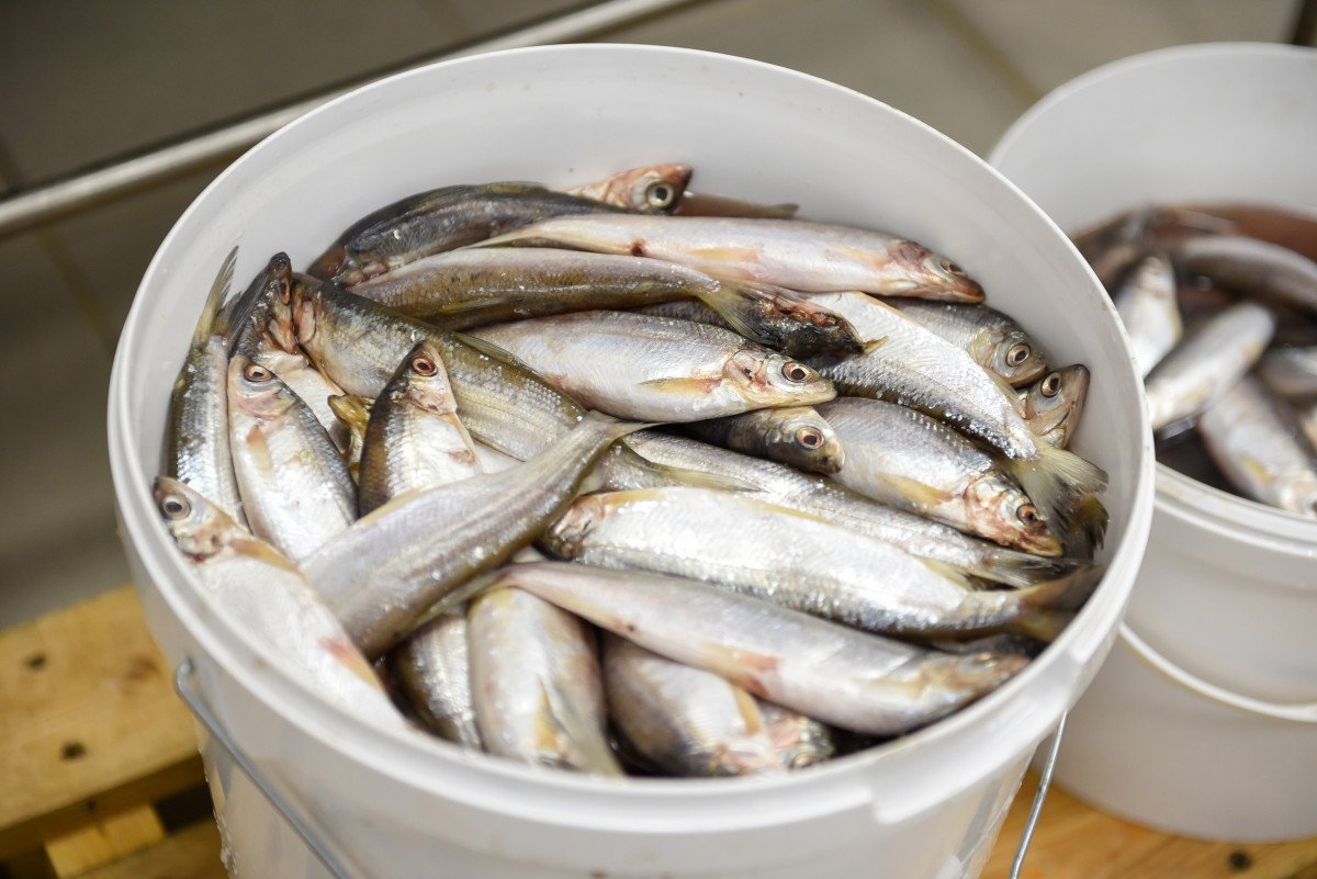 Ненецкий автономный округ рыболовство