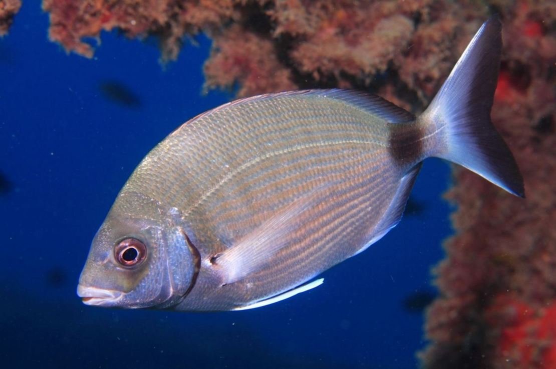 Diplodus annularis