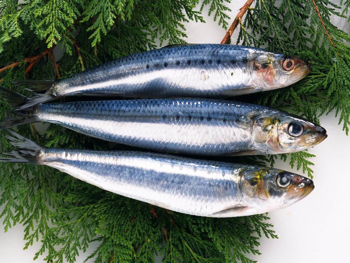 Сельдь Иваси фото рыбы