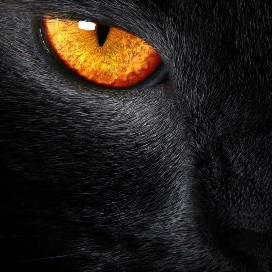 Мур Мур шоп