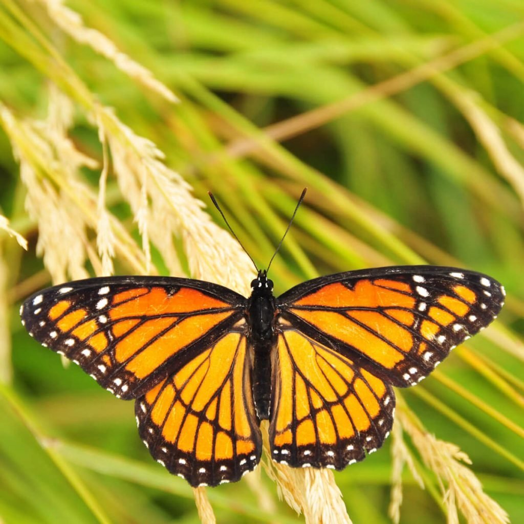 Бабочка Сильвия тигровая