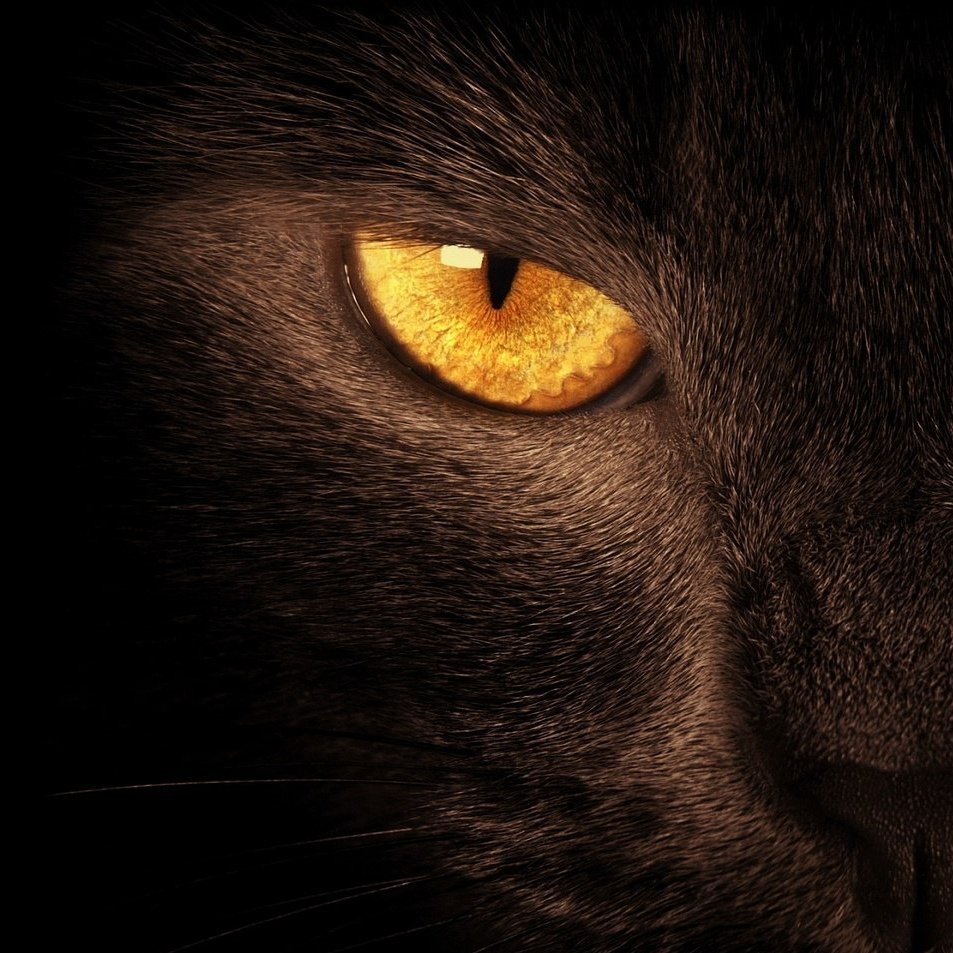 Пантера с желтыми глазами