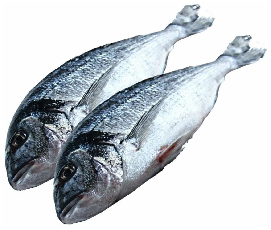 Морской карась дорадо