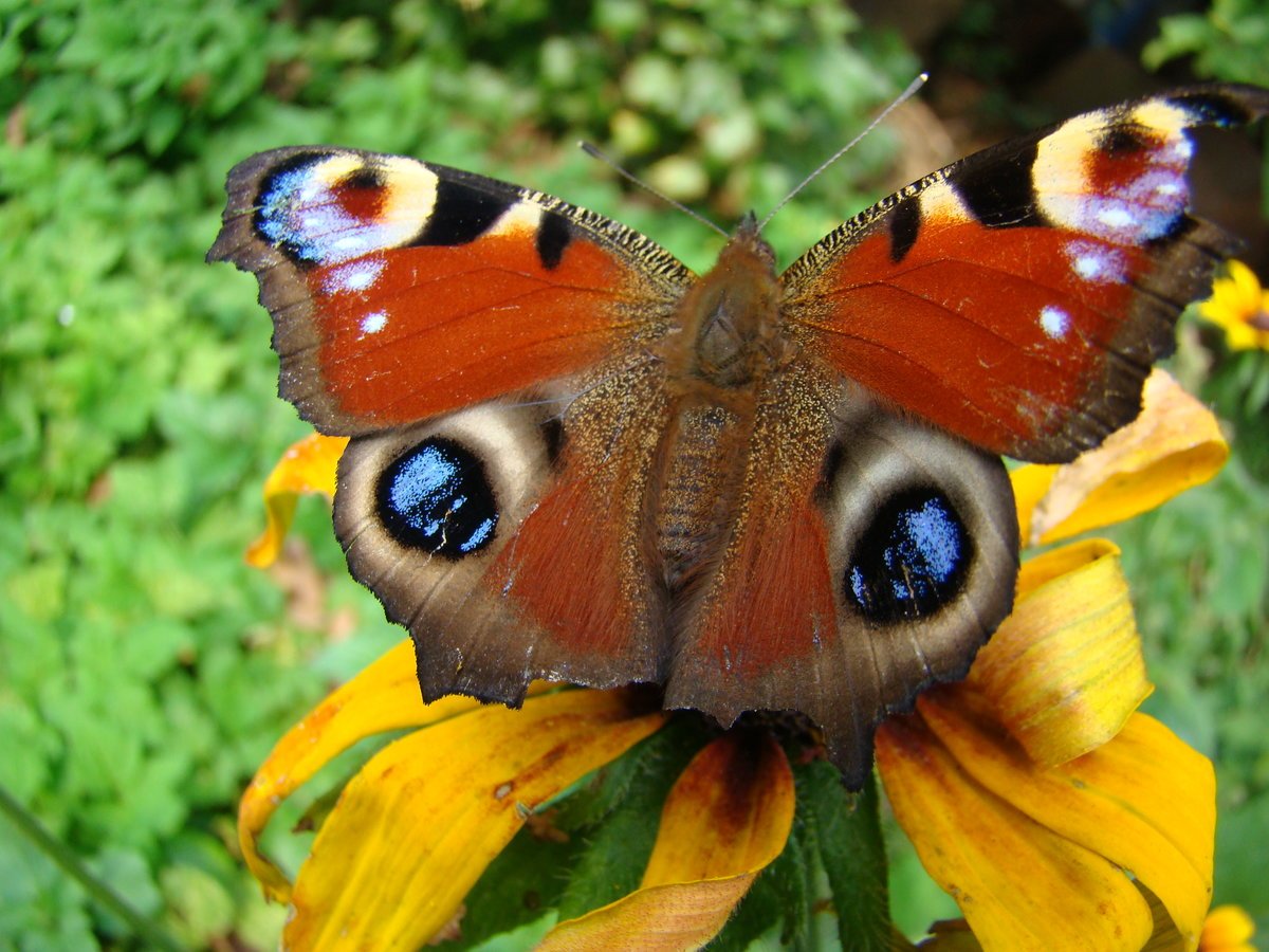 Дневной павлиний глаз бабочка