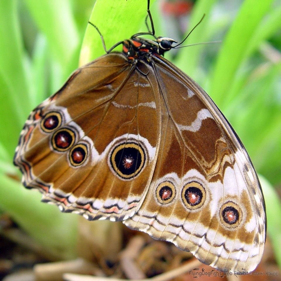Бабочка Шоколадница и павлиний глаз