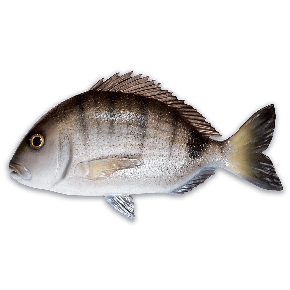 Рыбы Адриатического моря