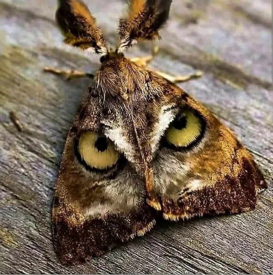 Парусник главк Papilio Glaucus