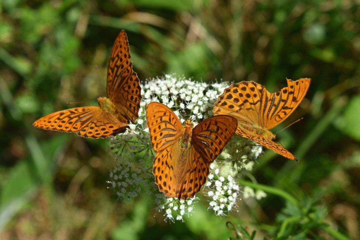 Бабочка Перламутровка большая Лесная