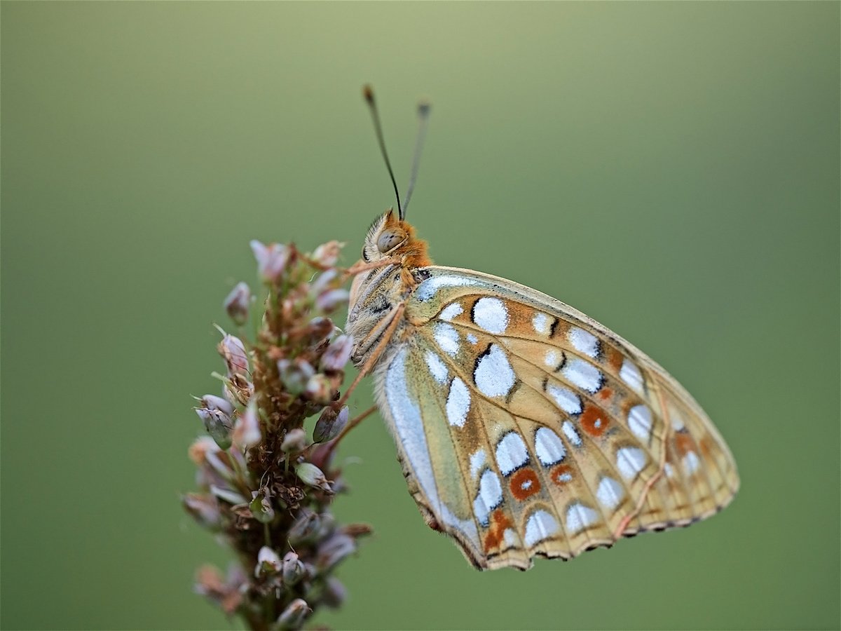 Перламутровка большая Лесная