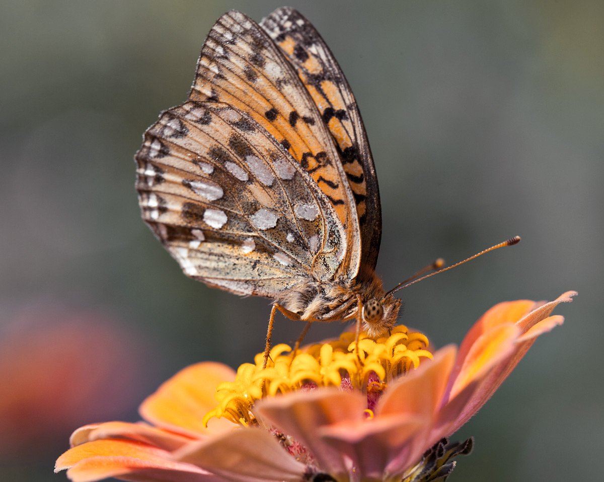 Бабочка Перламутровка большая Лесная