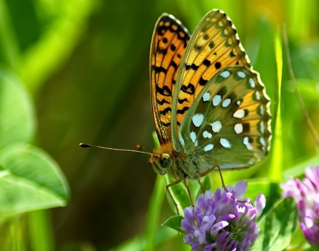 Перламутровка Селена