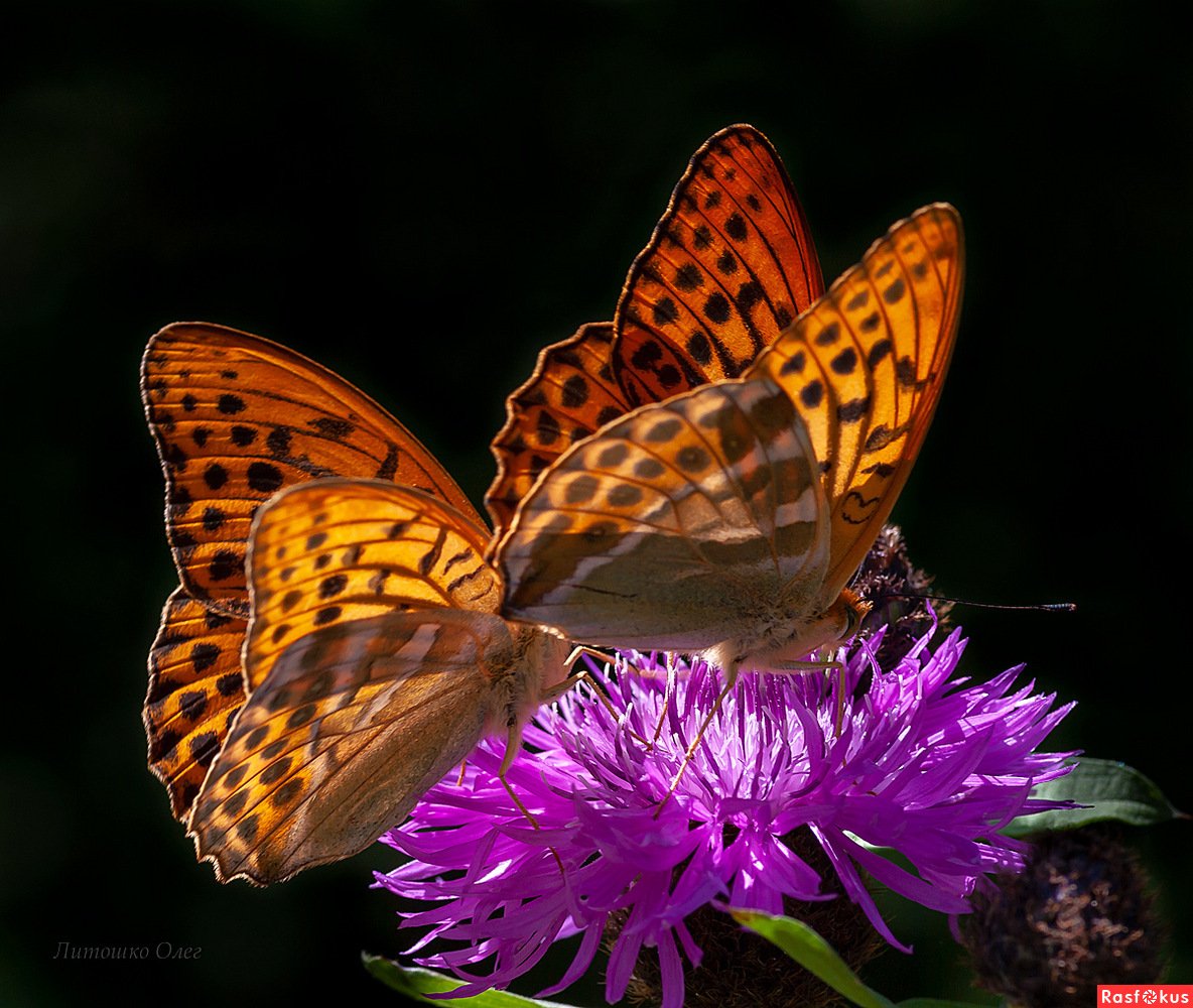 Перламутровка Лаодика