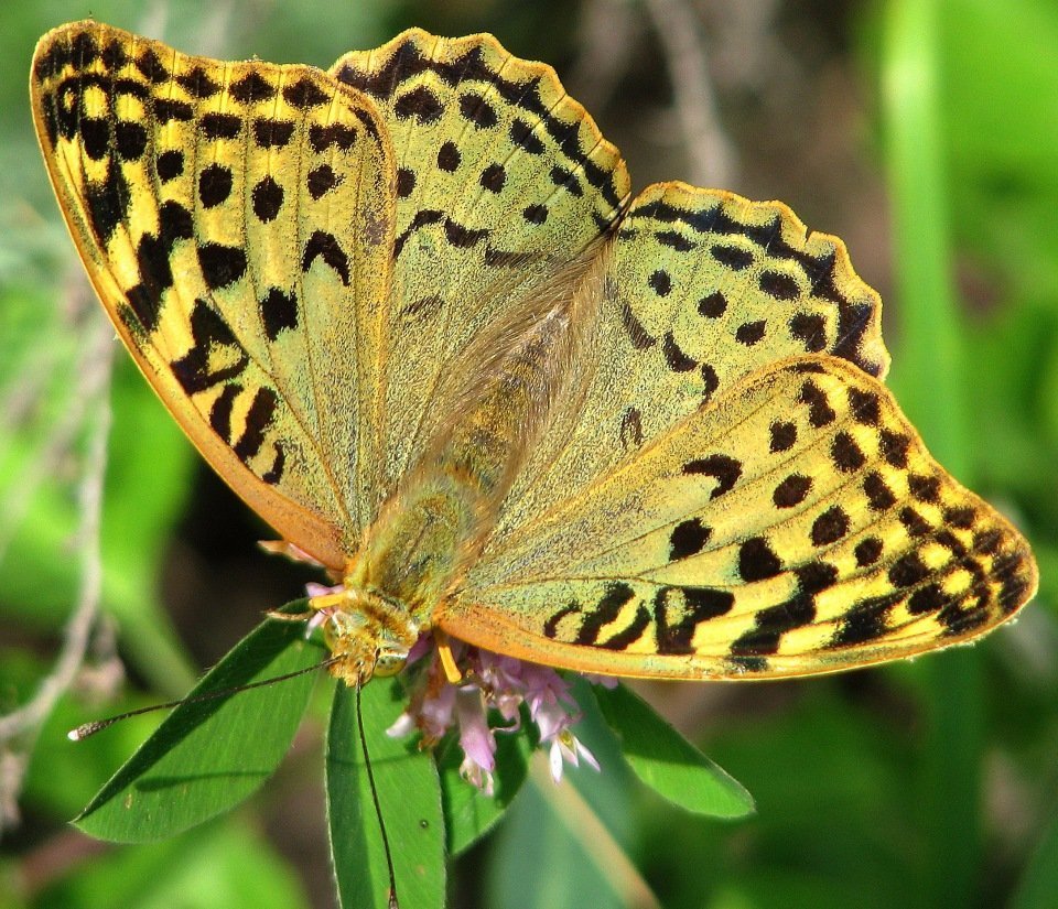 Бабочка Перламутровка Полевая
