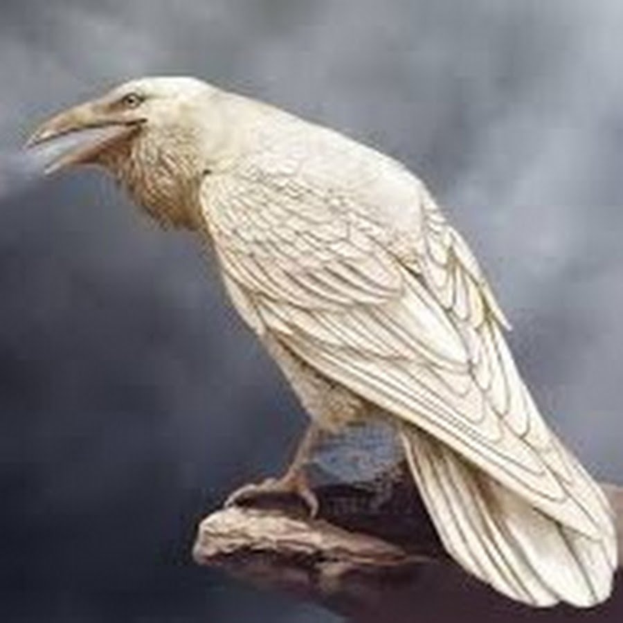 Ворона альбинос