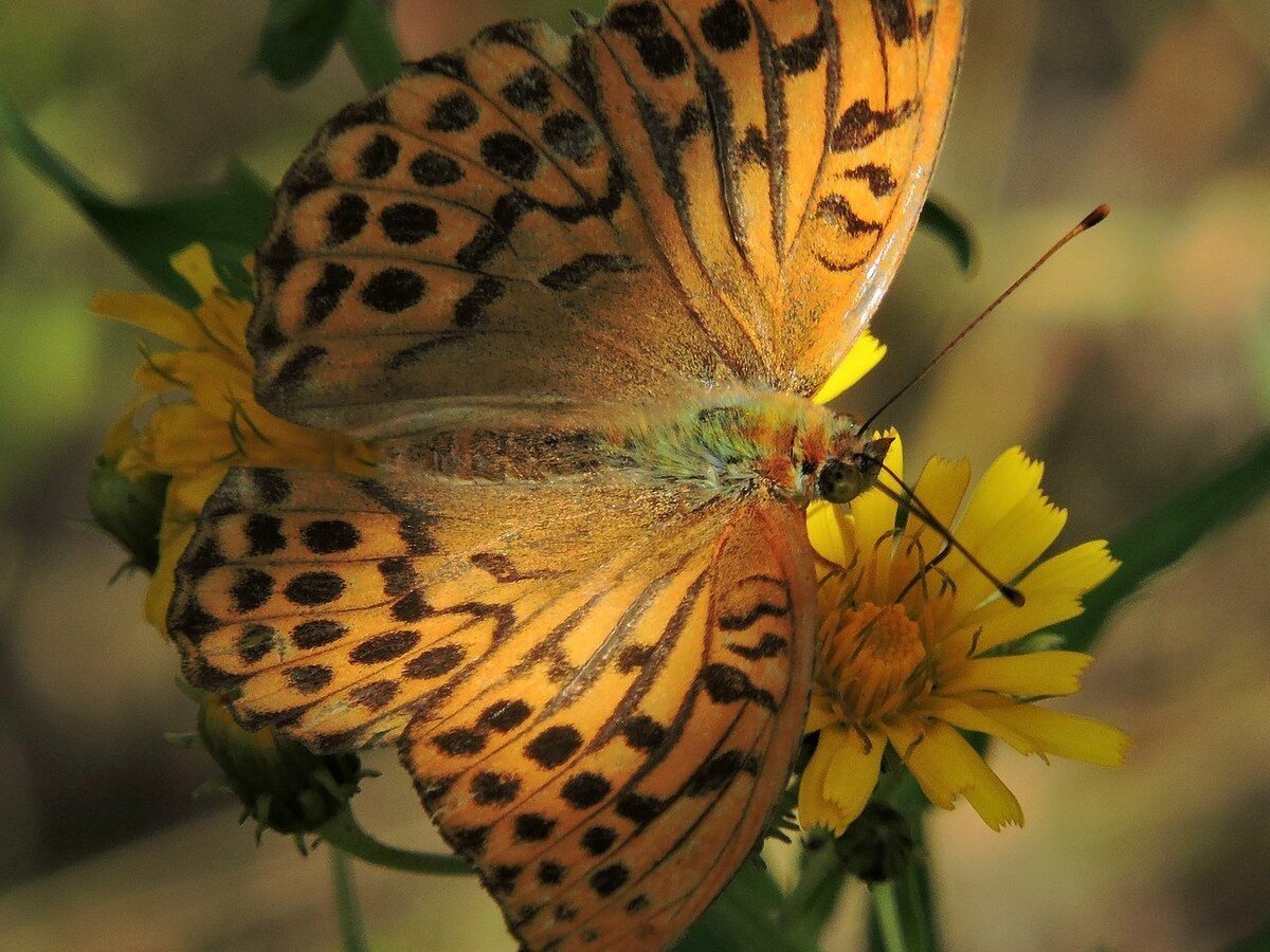 Бабочка Перламутровка Сагана самец,самка