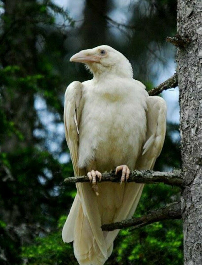 Дятел альбинос