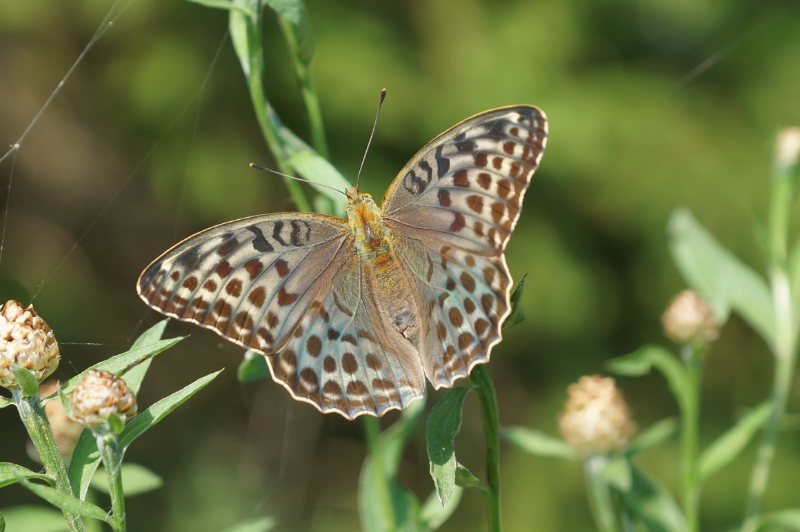 Перламутровка Селена