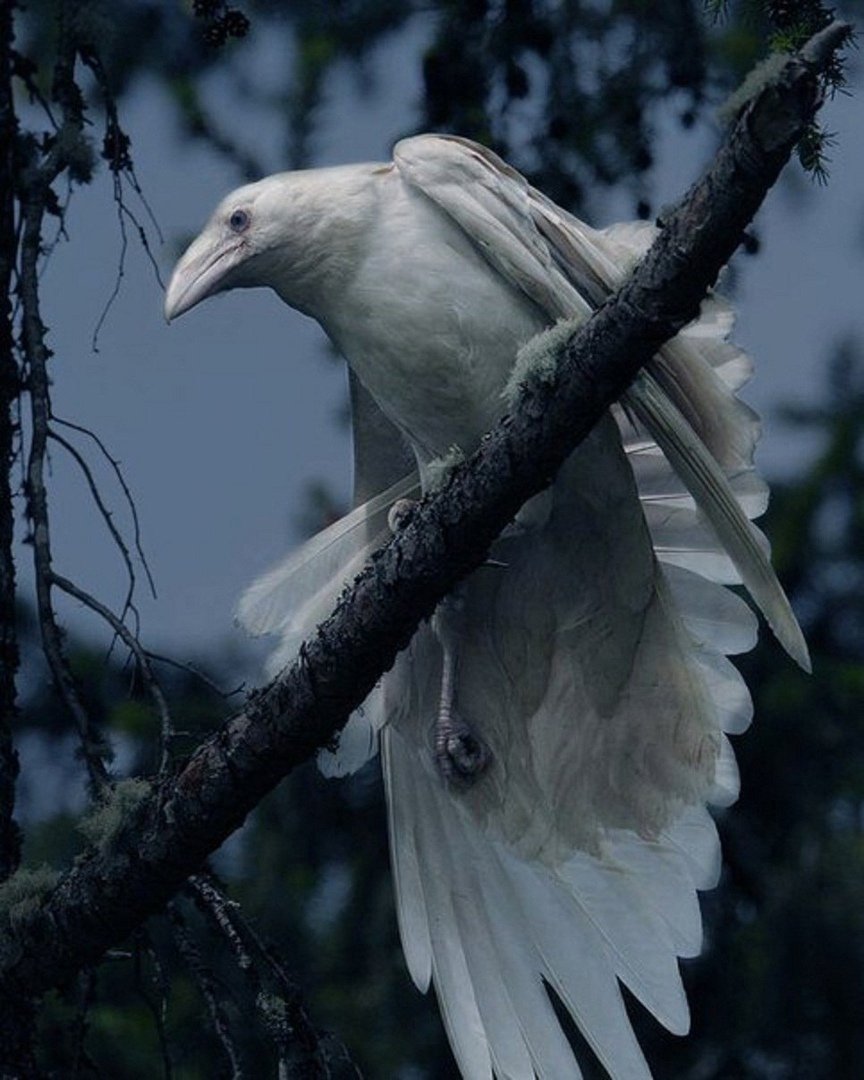 Белая ворона альбинос