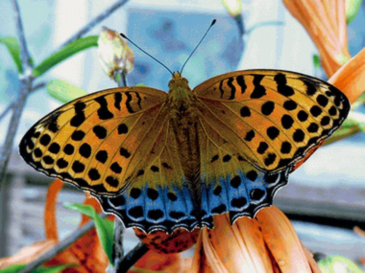 Перламутровка Пандора бабочка