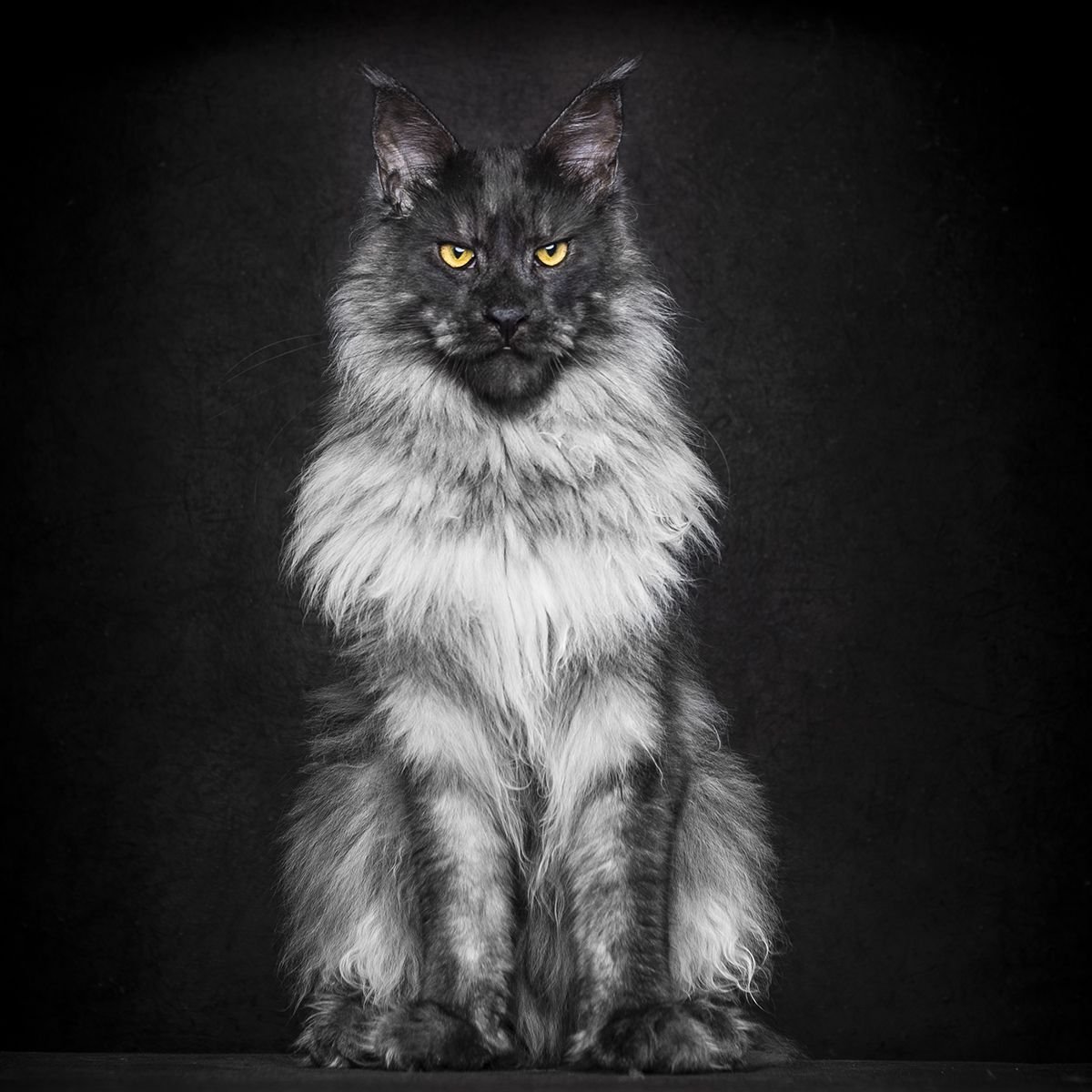 Сибирский Мейн кун