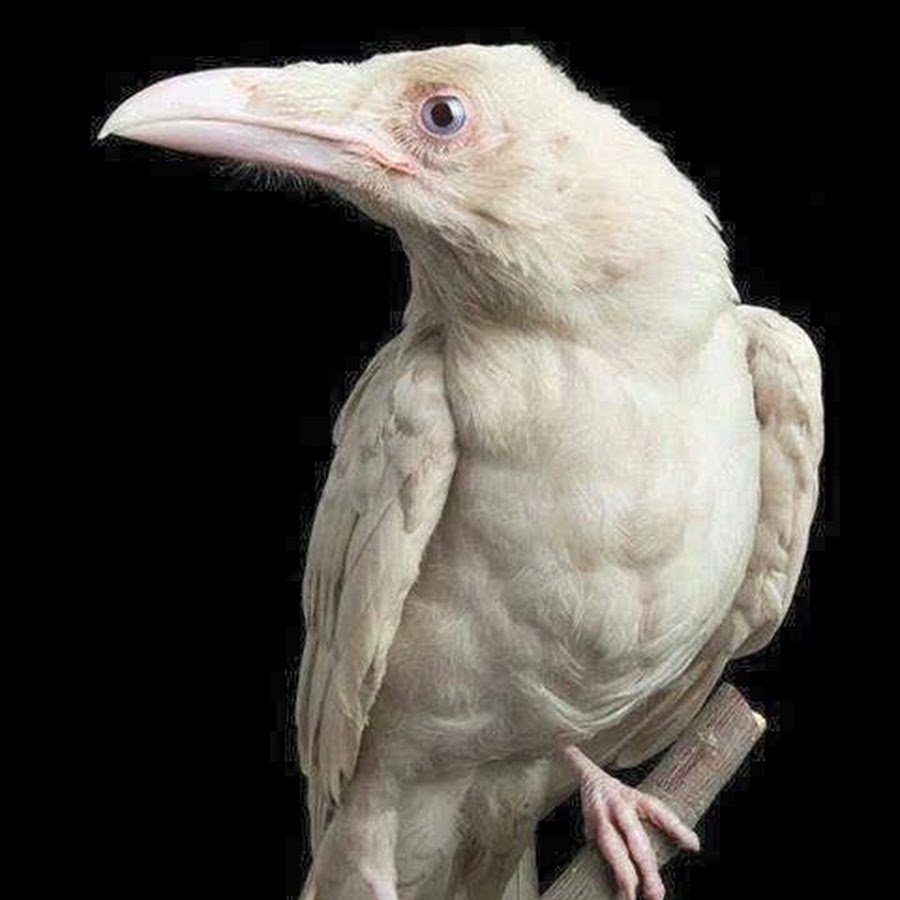 Ворон альбинос