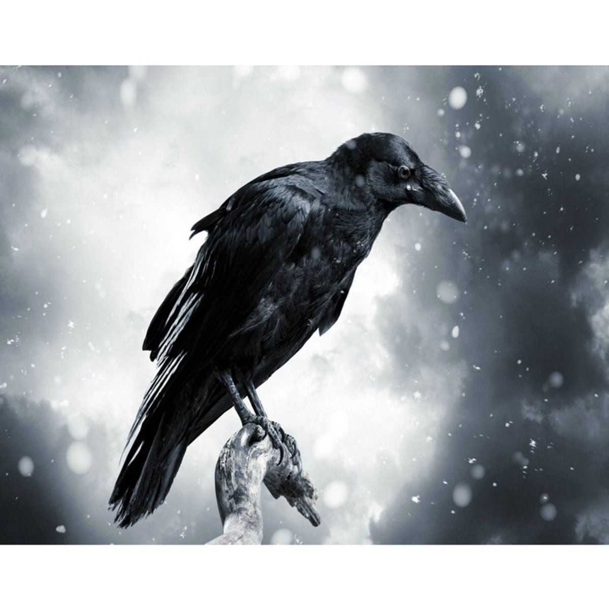 Ворон черно белый