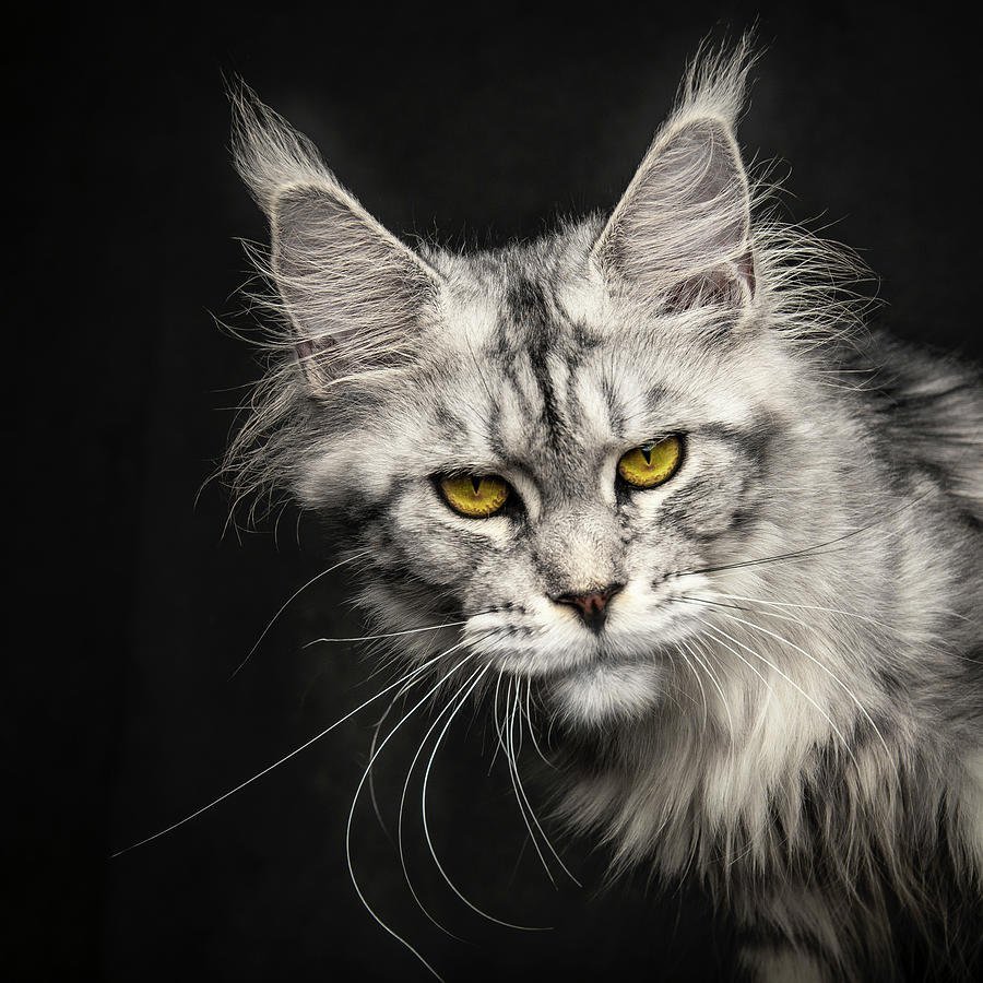 Мейн кун 1200 1200