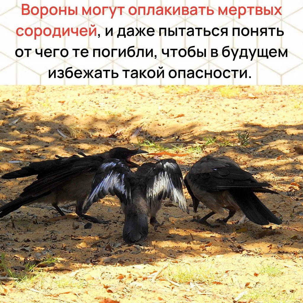 Ворона с белыми крыльями