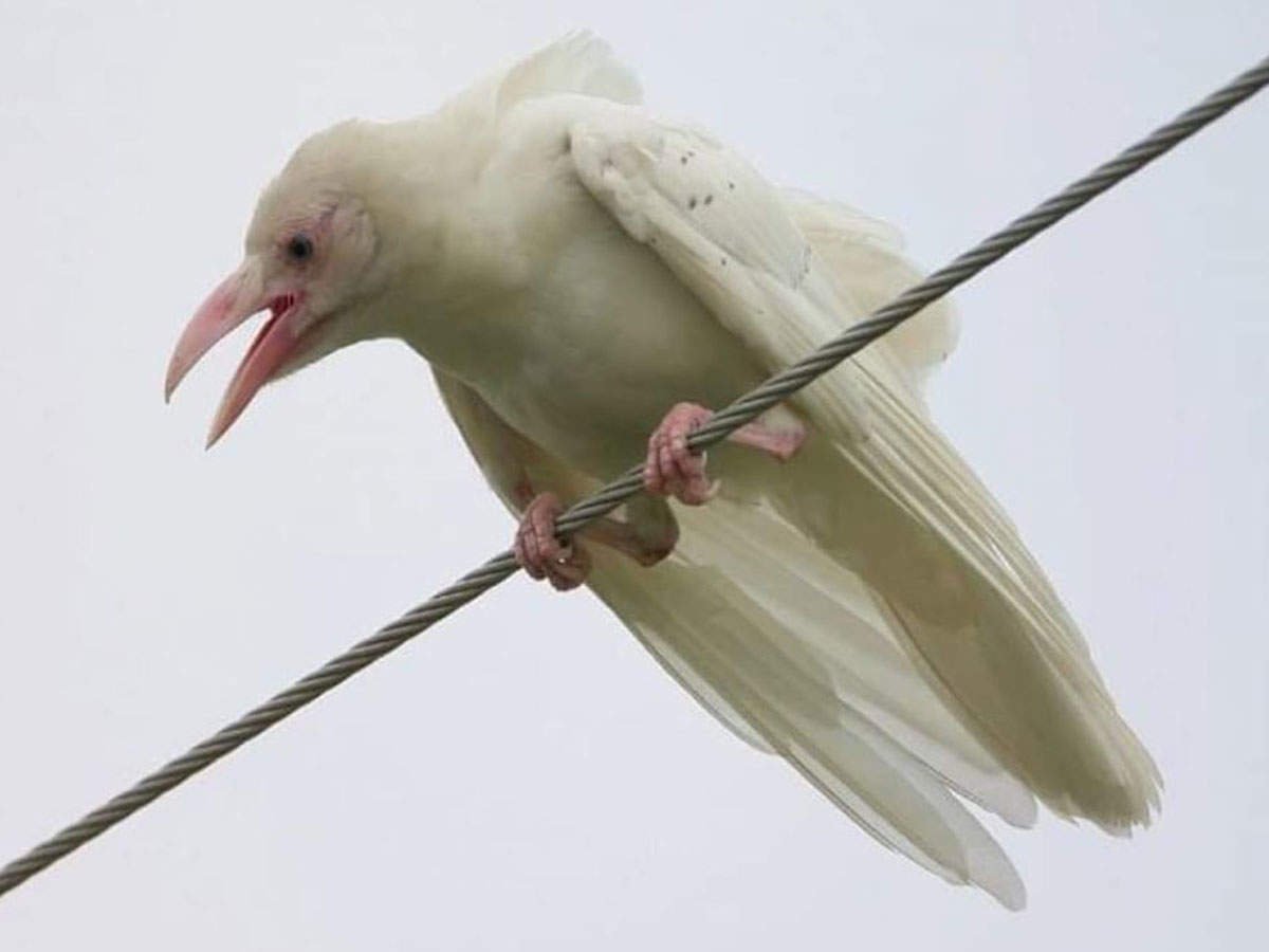 Грач альбинос