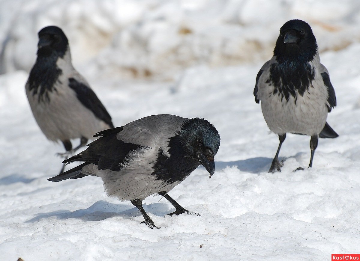 Серая ворона зимой