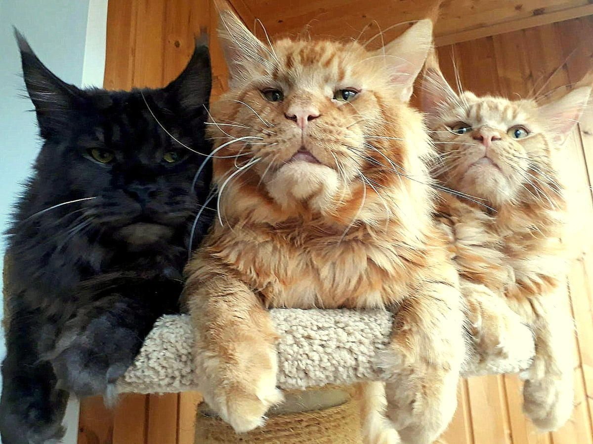 Кошка Мейн кун