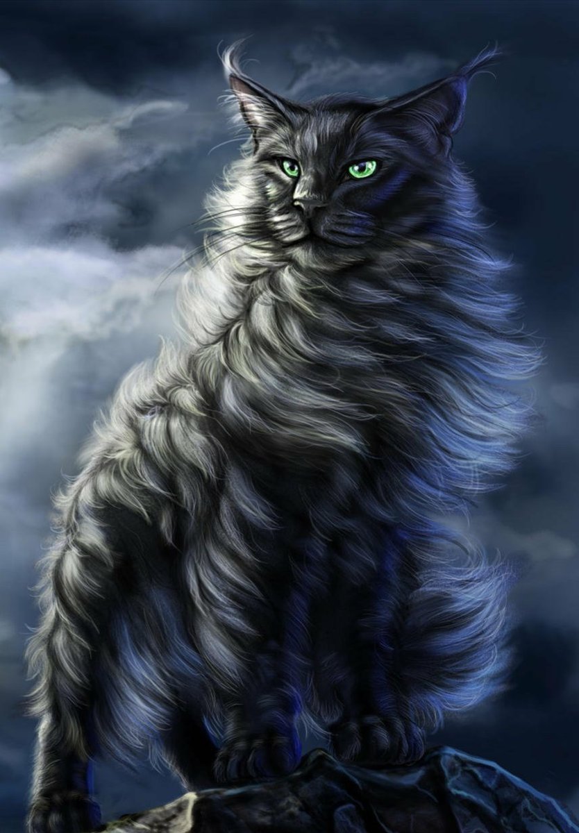 Норвежская Лесная кошка и Мейн кун