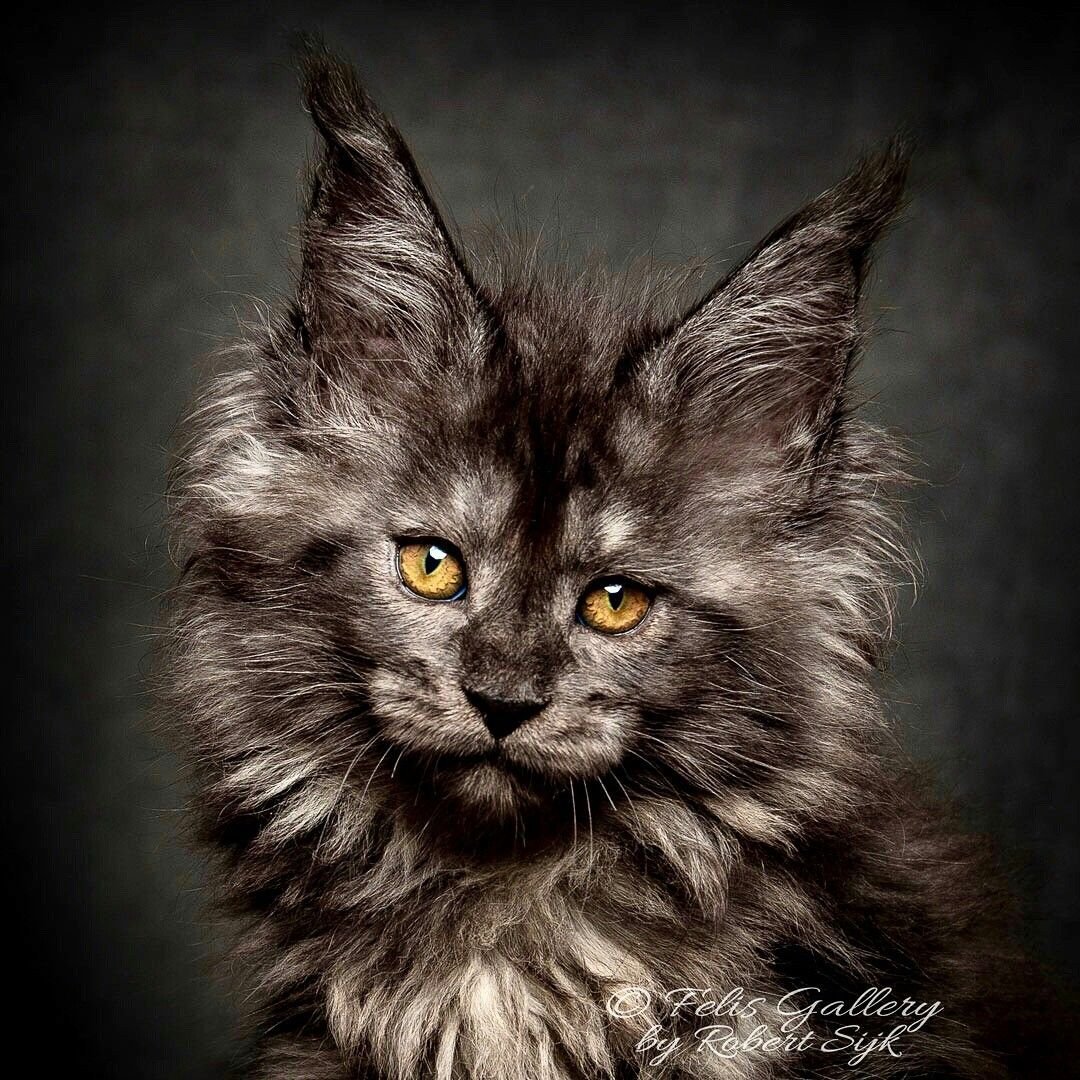 Мейн кун на заставку