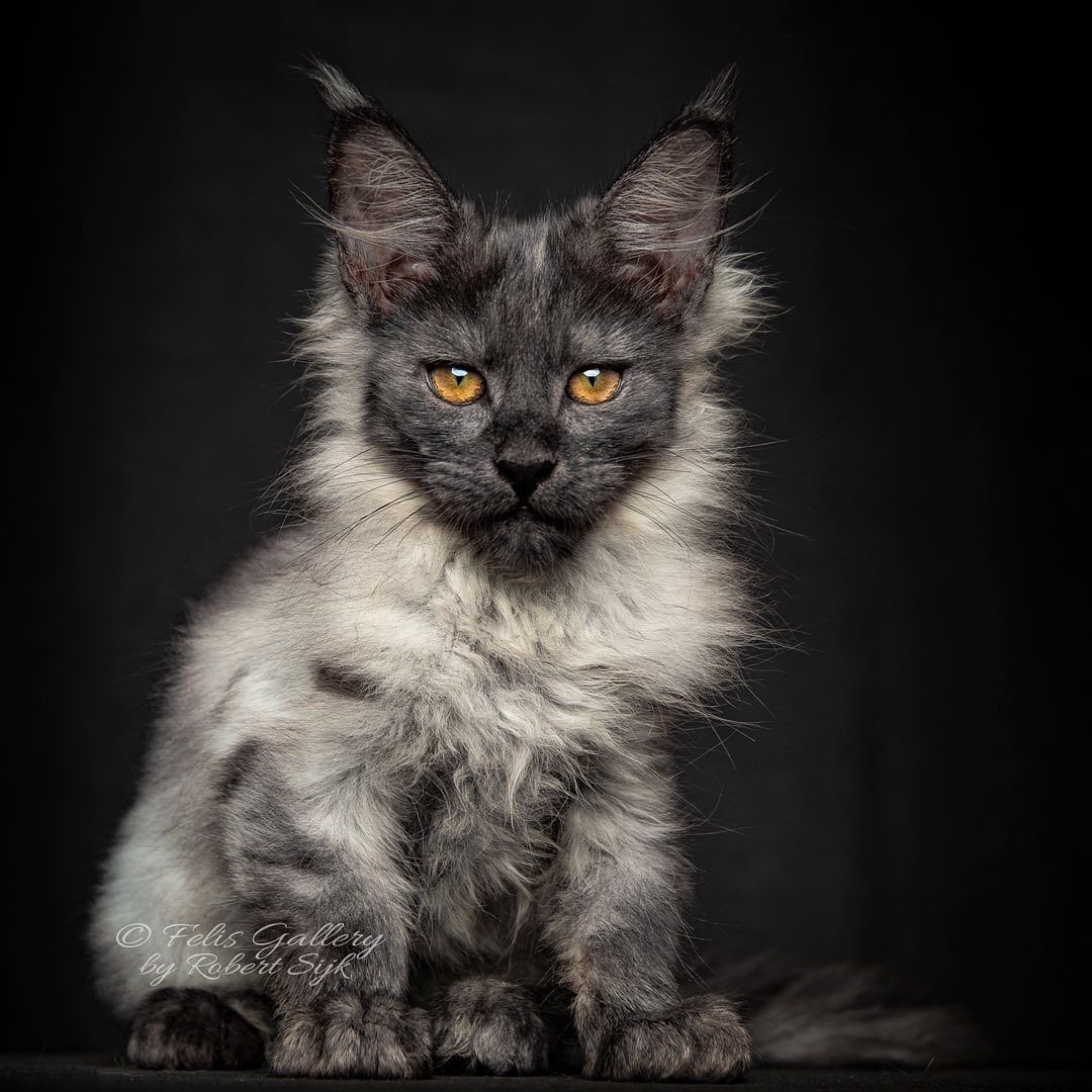 Черный кот на черном фоне