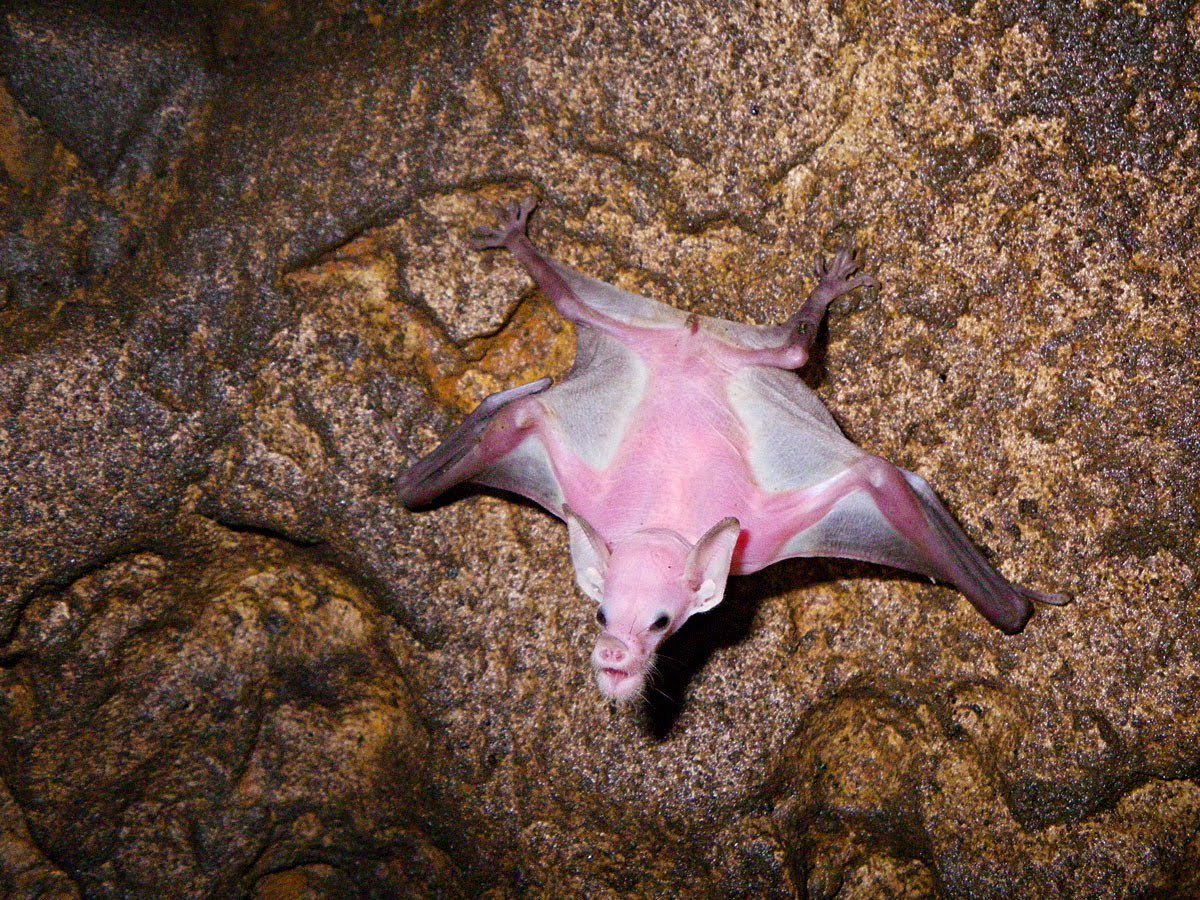 Калифорнийская Листоносая летучая мышь