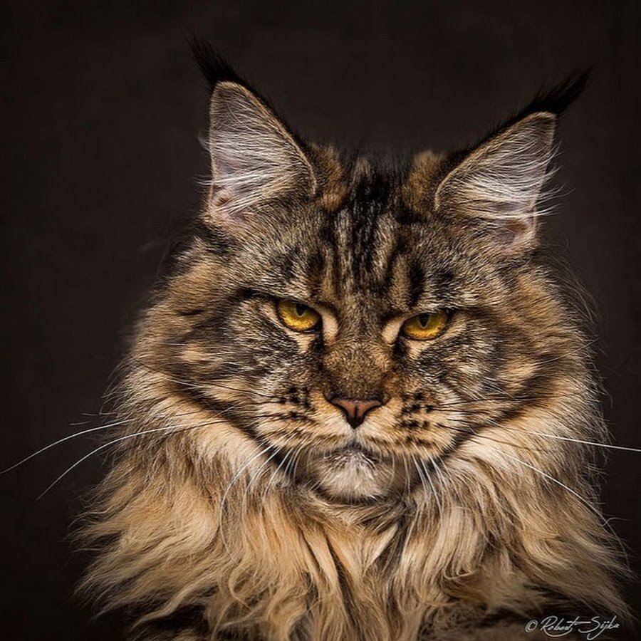 Мэйкун Дикая кошка