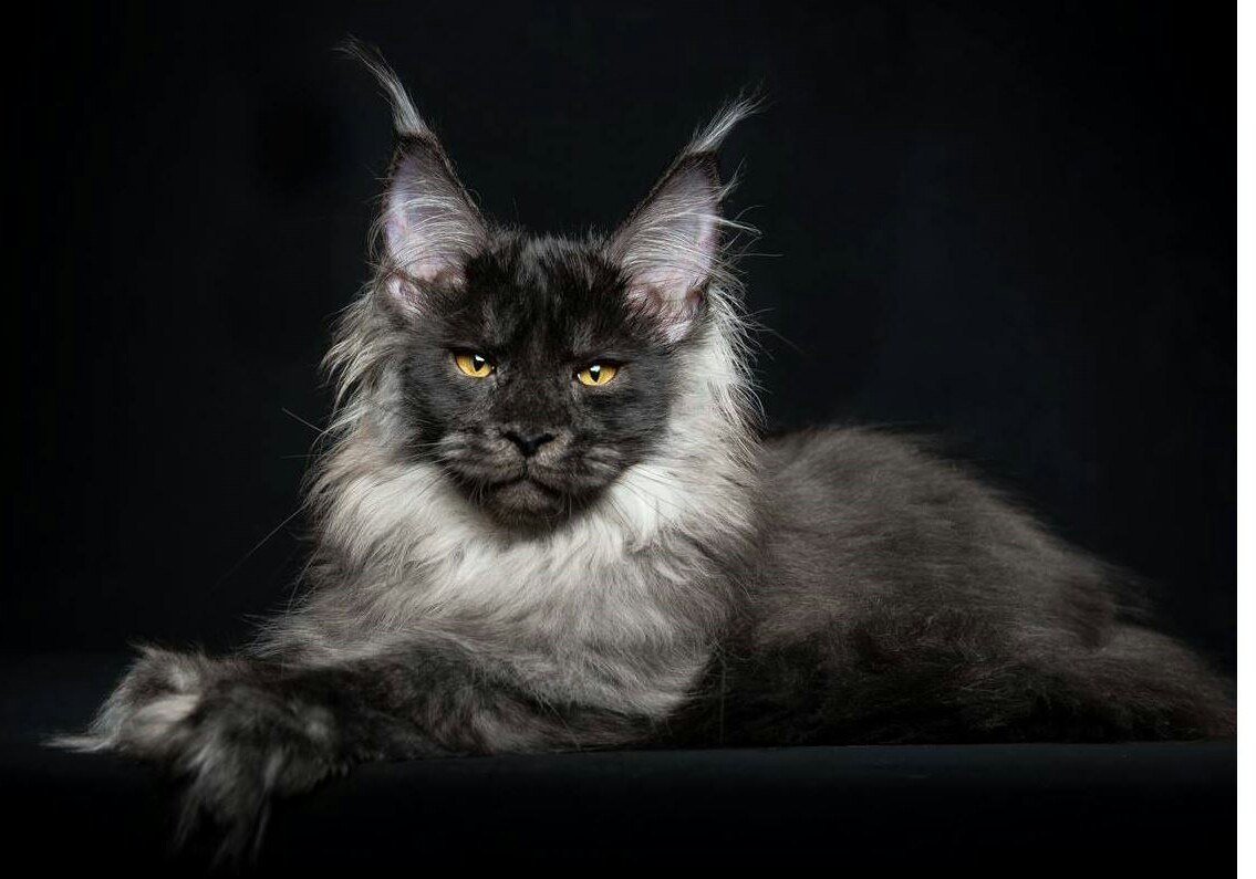 Кошка Мейн кун