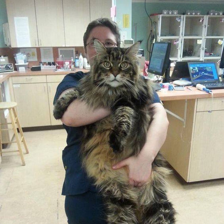 Мейн кун 12 кг