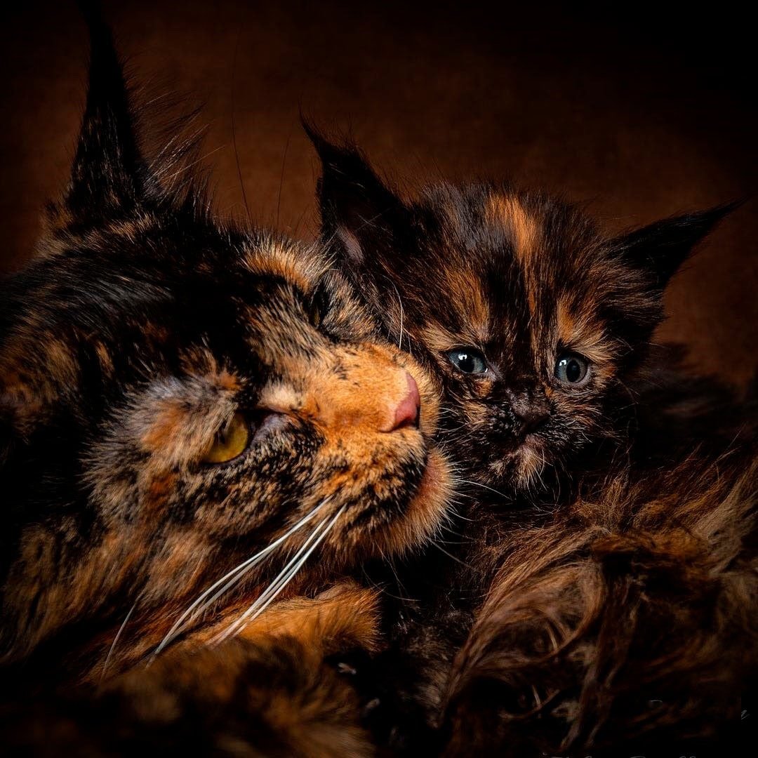 Мейн кун Роберт сижка