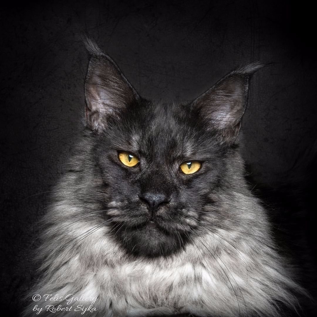 Мейн кун Мистер Виво